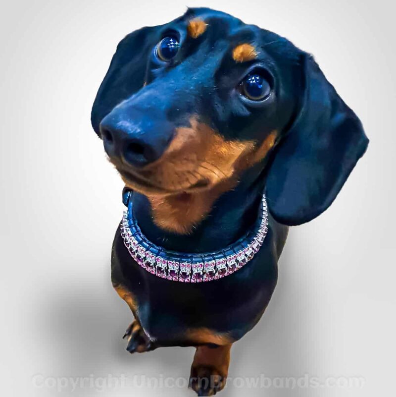 Adorable dachshund sporting a Custom Colour 5-Row Diamanté Dog Collar, with sparkling pink and clear crystals on black bridle leather, showcasing luxury and bespoke design
