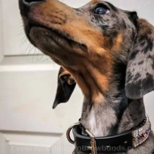 Bespoke Crystal Dog Collar 5 Rows Preciosa Crystals and English Bridle Leather by Unicorn Browbands UK