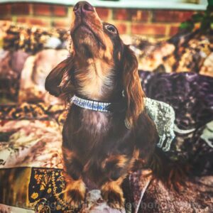 Hand Made diamanté dog collar by Unicorn Browbands