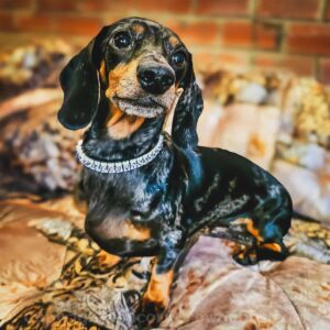 Luxury crystal collar on an elegant brown dachshund, designed for comfort and style for every size