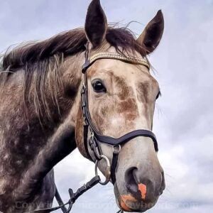 The Best Crystal Browbands - Peacock Opal and Gold